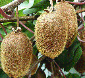 Foto van de desbetreffende plant