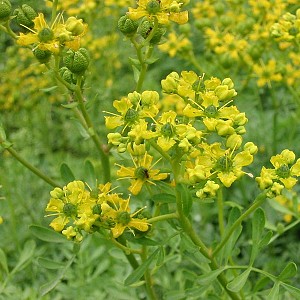 Foto van de desbetreffende plant
