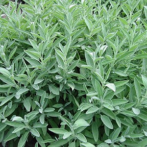 Foto van de desbetreffende plant