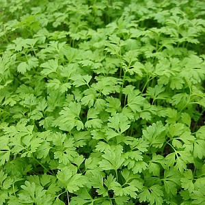 Foto van de desbetreffende plant