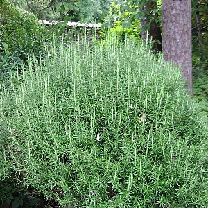 Foto van de desbetreffende plant