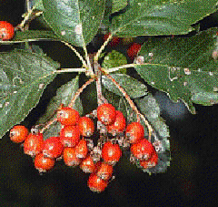 Foto van de desbetreffende plant