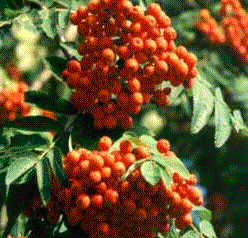 Foto van de desbetreffende plant