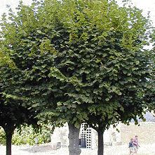 Foto van de desbetreffende plant