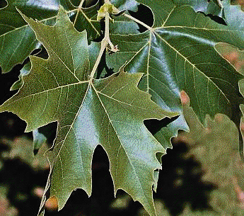 Foto van de desbetreffende plant