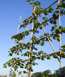 Foto van de desbetreffende plant