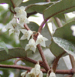 Foto van de desbetreffende plant