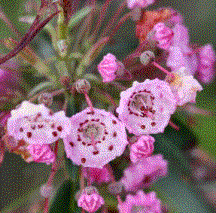 Foto van de desbetreffende plant