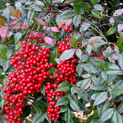 Foto van de desbetreffende plant