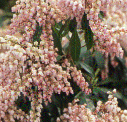 Foto van de desbetreffende plant