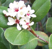 Foto van de desbetreffende plant