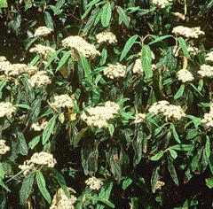 Foto van de desbetreffende plant