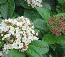 Foto van de desbetreffende plant